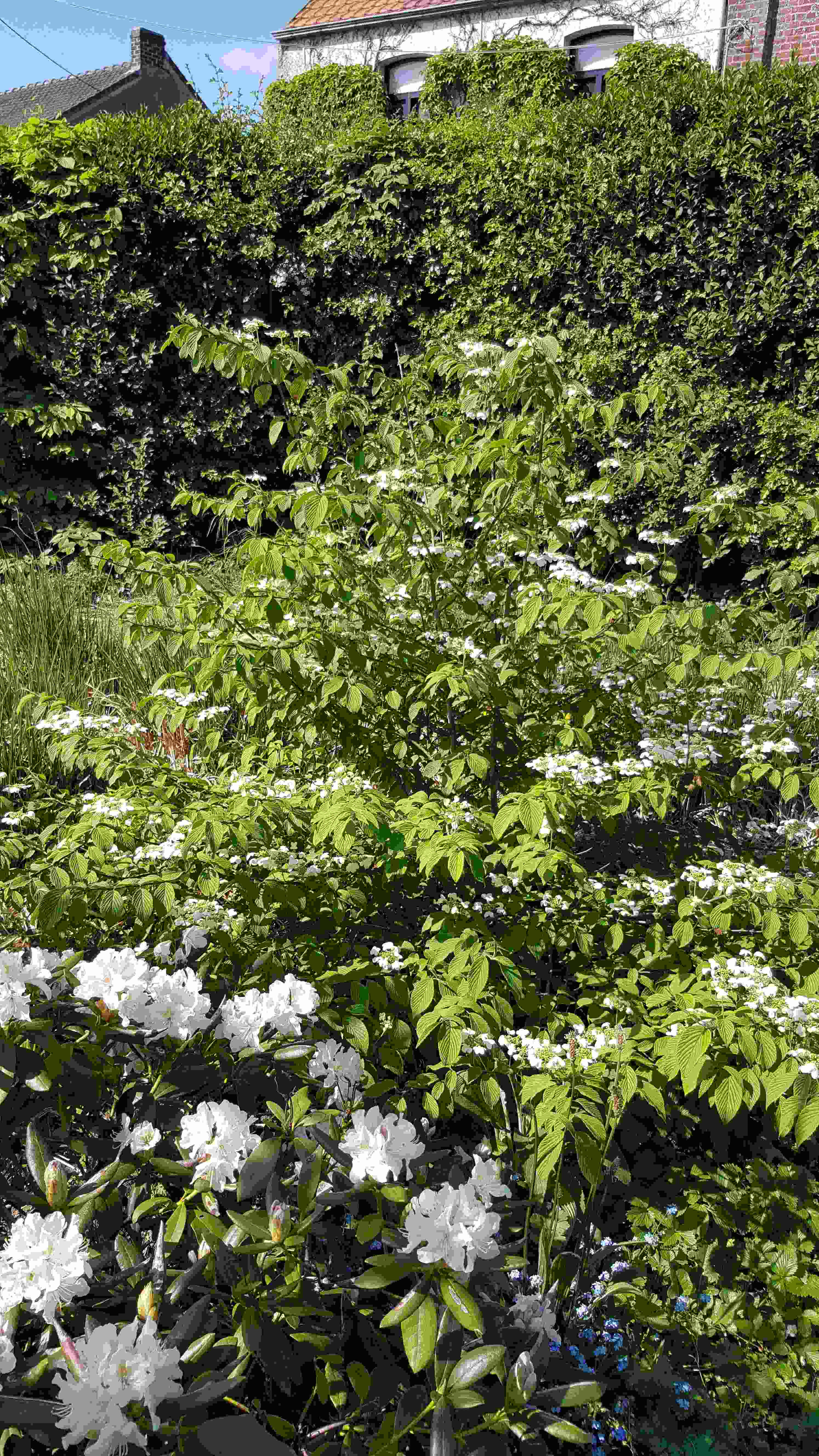 viburn pli2020.04.26.2.jpg